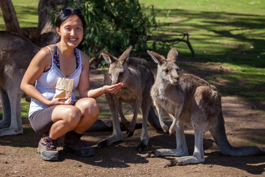 From Hobart: Mt. Field, Mt. Wellington and Wildlife Day Tour - Bonorong brings Tasmania’s animals close