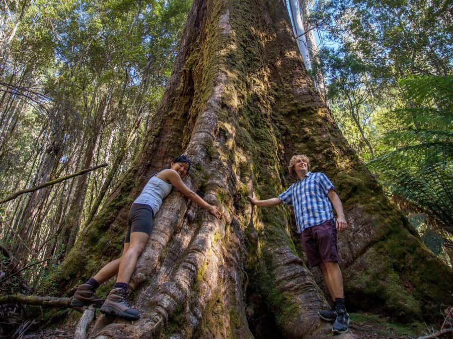 From Hobart: Mt. Field, Mt. Wellington and Wildlife Day Tour - What the $130 price really covers