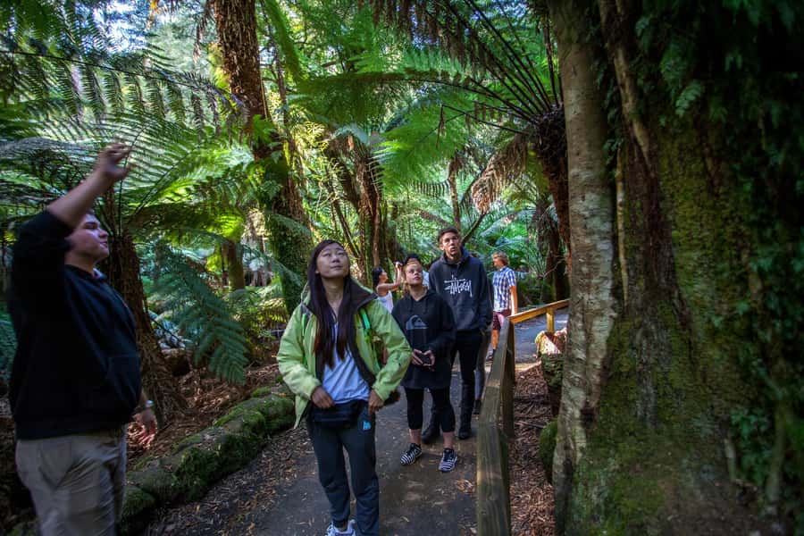 From Hobart: Mt. Field, Mt. Wellington and Wildlife Day Tour - The walking is easy in places, but not effortless