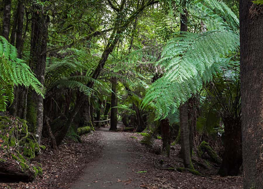 From Hobart: Mt. Field National Park and Russell Falls - The Tall Trees Walk beneath giant eucalyptus