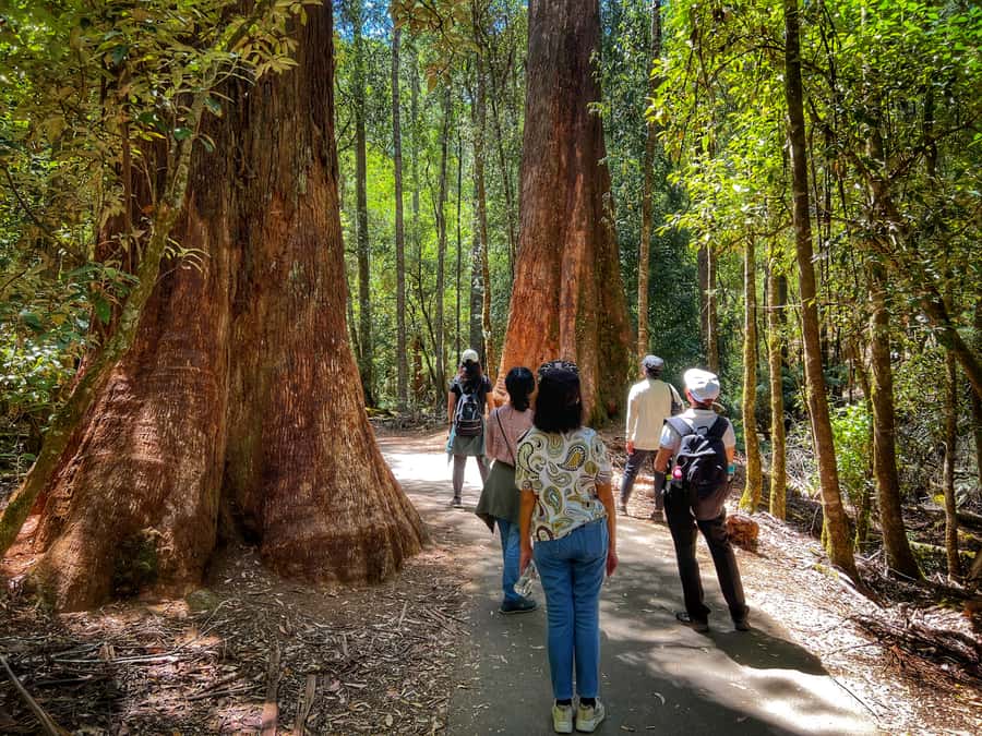 From Hobart: Mt. Field National Park and Russell Falls - What the $127 price covers