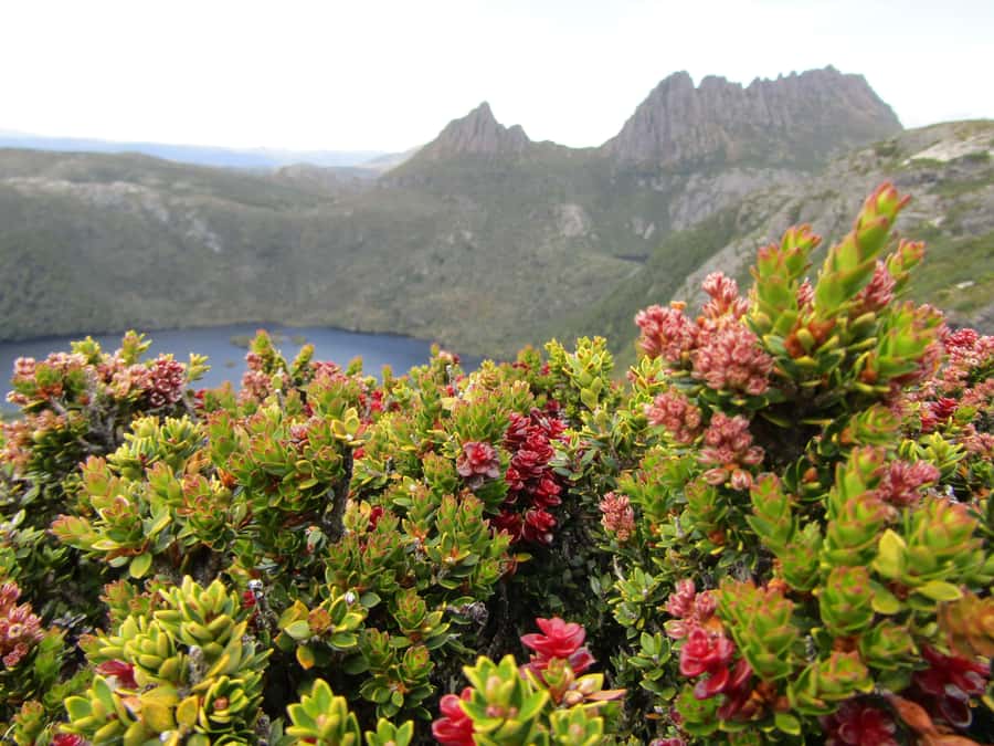 From Launceston: Cradle Mountain - Active Day Tour - The 7:20 AM start from Launceston