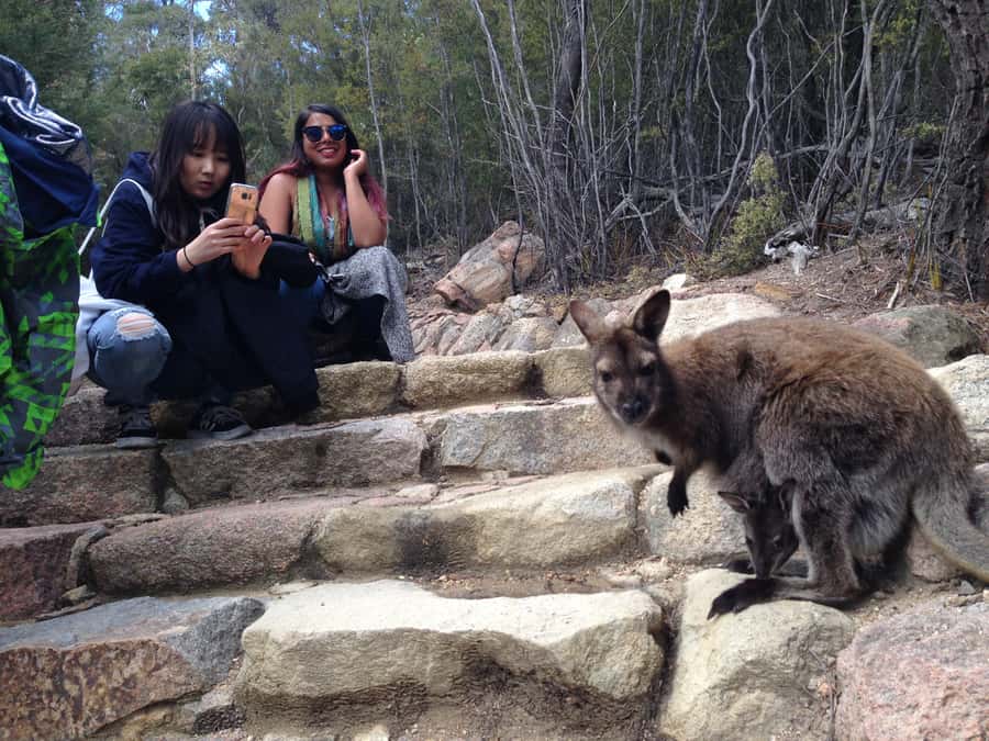 From Launceston: Full-Day Wineglass Bay Explorer Active Tour - Why Wineglass Bay works as a day trip from Launceston