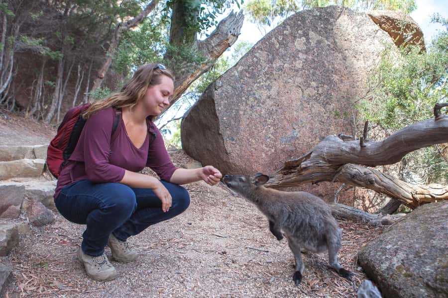 From Launceston: Full-Day Wineglass Bay Explorer Active Tour - Cape Tourville Lighthouse gives you an easy first walk