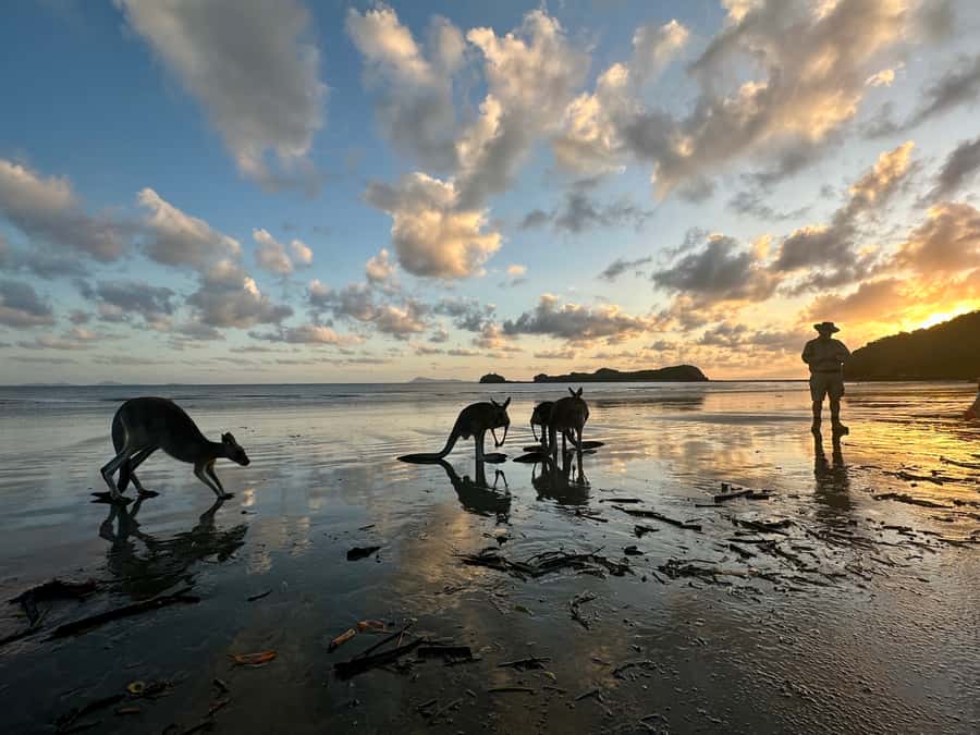From Mackay: Wallabies on the Beach Sunrise Trip - Key things to know before you book