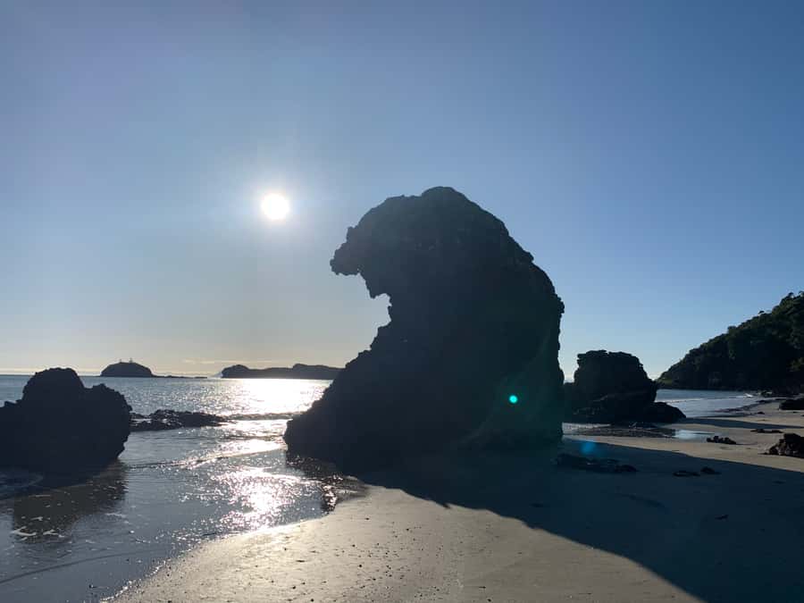 From Mackay: Wallabies on the Beach Sunrise Trip - Who should choose this Mackay morning?