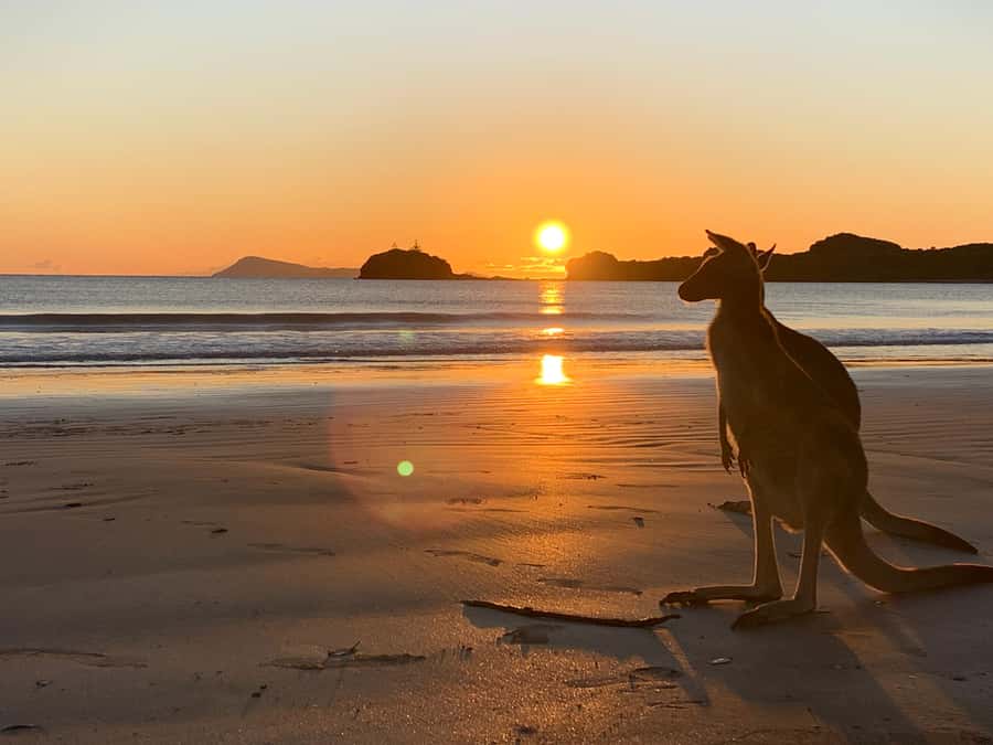 From Mackay: Wallabies on the Beach Sunrise Trip - Arriving at Cape Hillsborough before the crowds