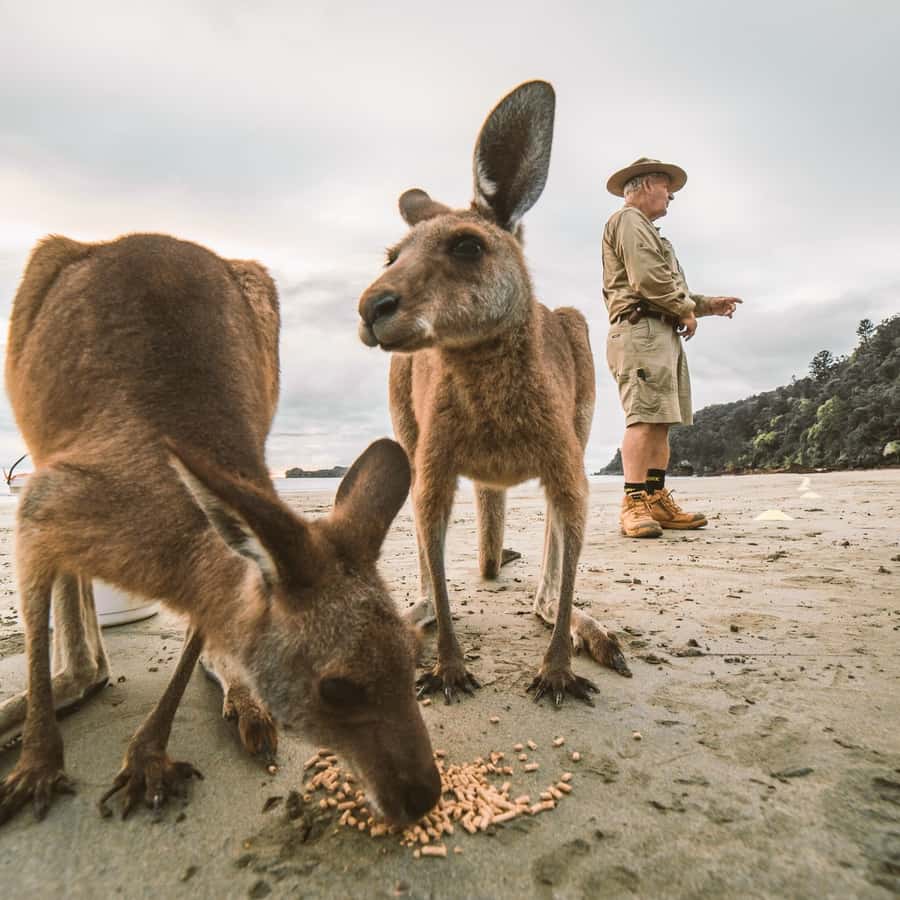 From Mackay: Wallabies on the Beach Sunrise Trip - Breakfast with an Australian twist