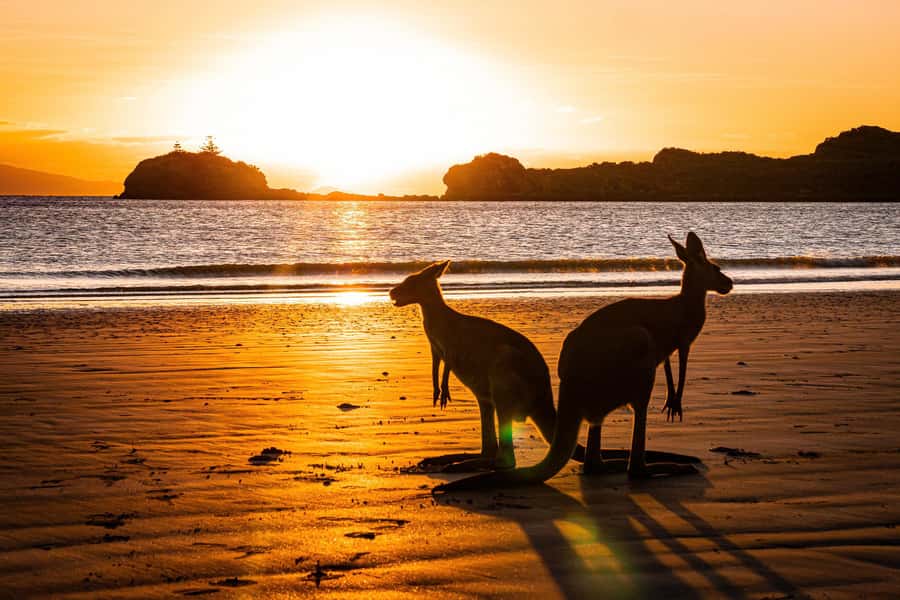 From Mackay: Wallabies on the Beach Sunrise Trip - Weather, fitness, and the realities of wildlife