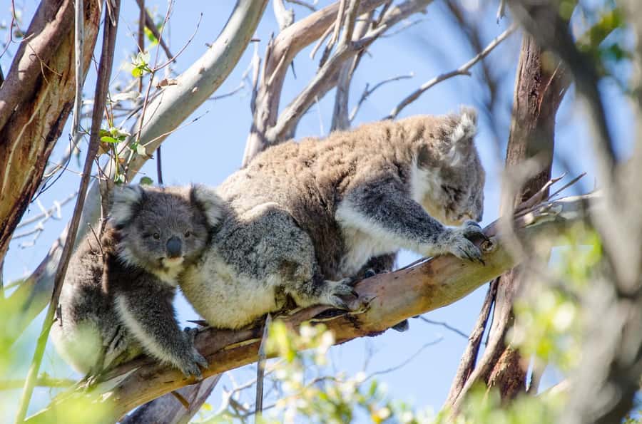 From Melbourne: 2-Day Great Ocean Road & Grampians Escape - Walking through the Otway rainforest