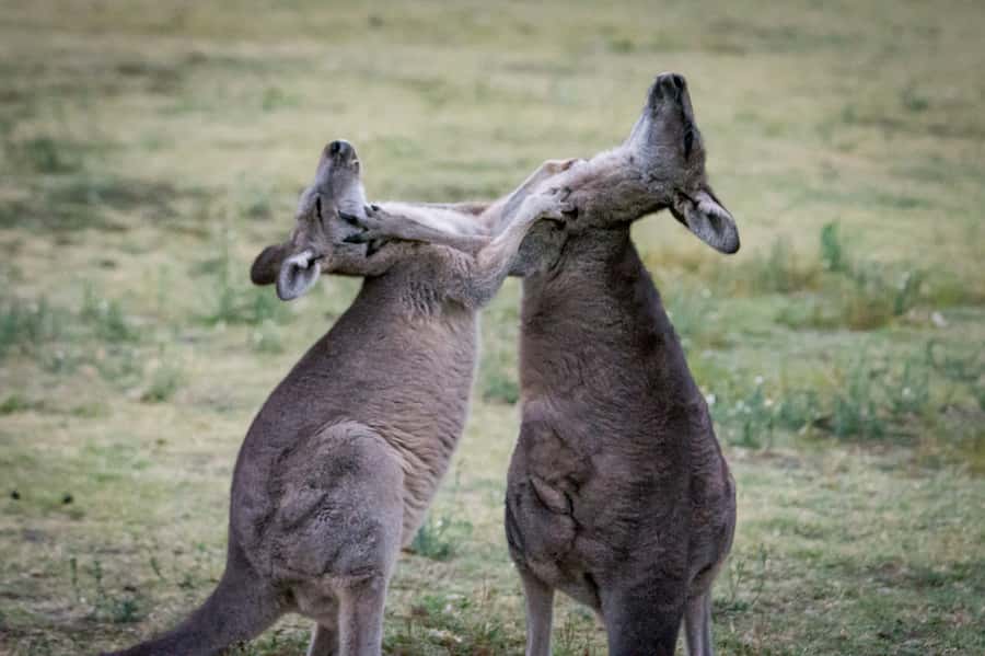 From Melbourne: 2-Day Great Ocean Road & Grampians Escape - The long evening drive to Halls Gap