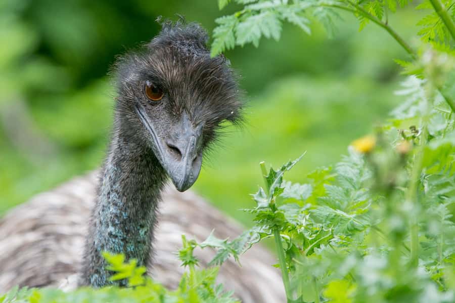 From Melbourne: 2-Day Great Ocean Road & Grampians Escape - Early wildlife in Halls Gap