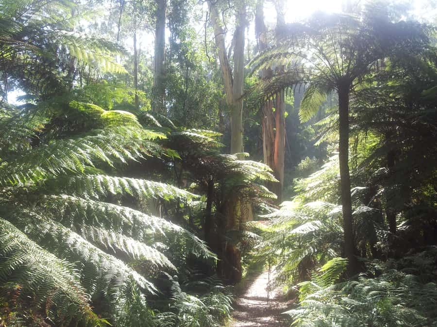 From Melbourne: Dandenong Ranges Private Day Tour - A cosy lunch with cockatoos nearby