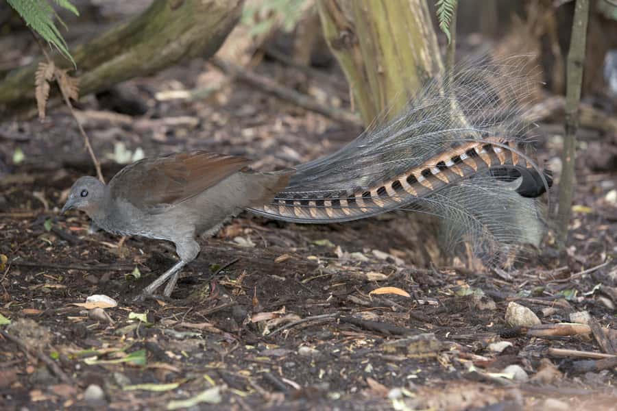From Melbourne: Dandenong Ranges Private Day Tour - Why a private guide changes the day