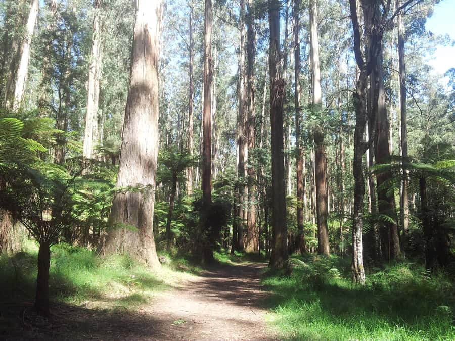 From Melbourne: Dandenong Ranges Private Day Tour - Walking through eucalyptus and fern forest
