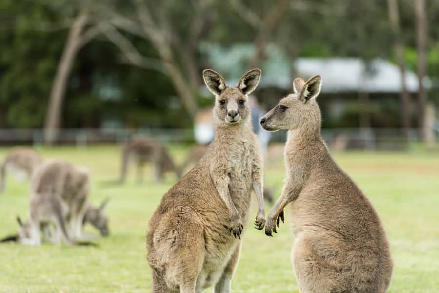 From Melbourne: Grampians National Park & Kangaroos - Leaving Melbourne for western Victoria