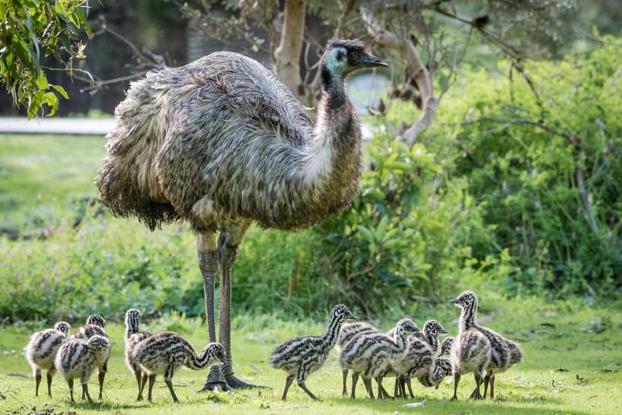 From Melbourne: Grampians National Park & Kangaroos - Kangaroos, emus, and the final wildlife search