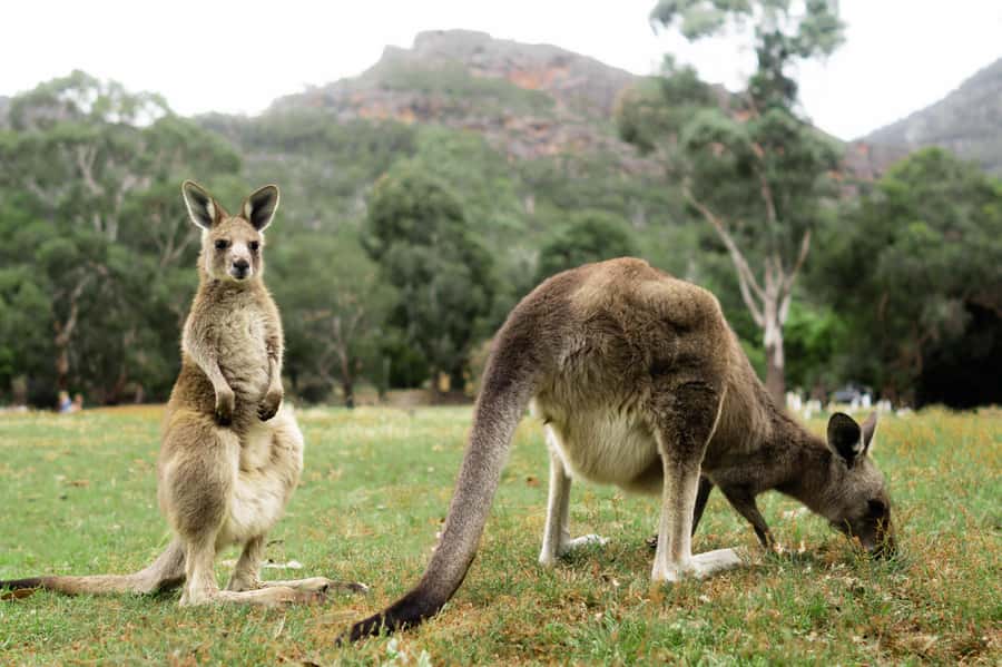 From Melbourne: Grampians National Park Small Group Tour - From Melbourne’s Immigration Museum to the western plains