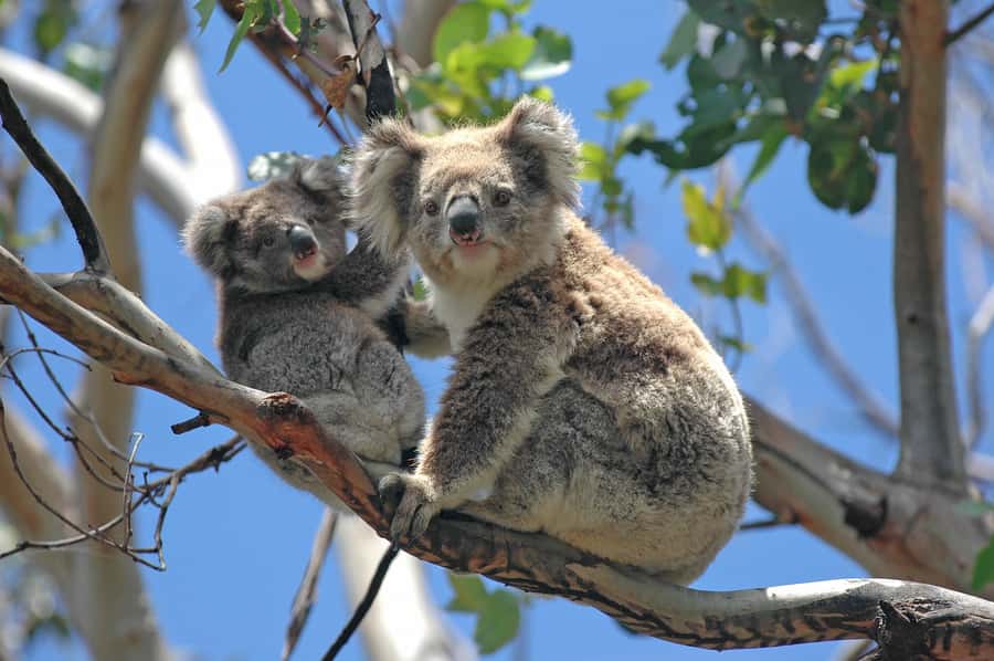 From Melbourne: Great Ocean Road, 12 Apostles, Wildlife Tour - Key points at a glance