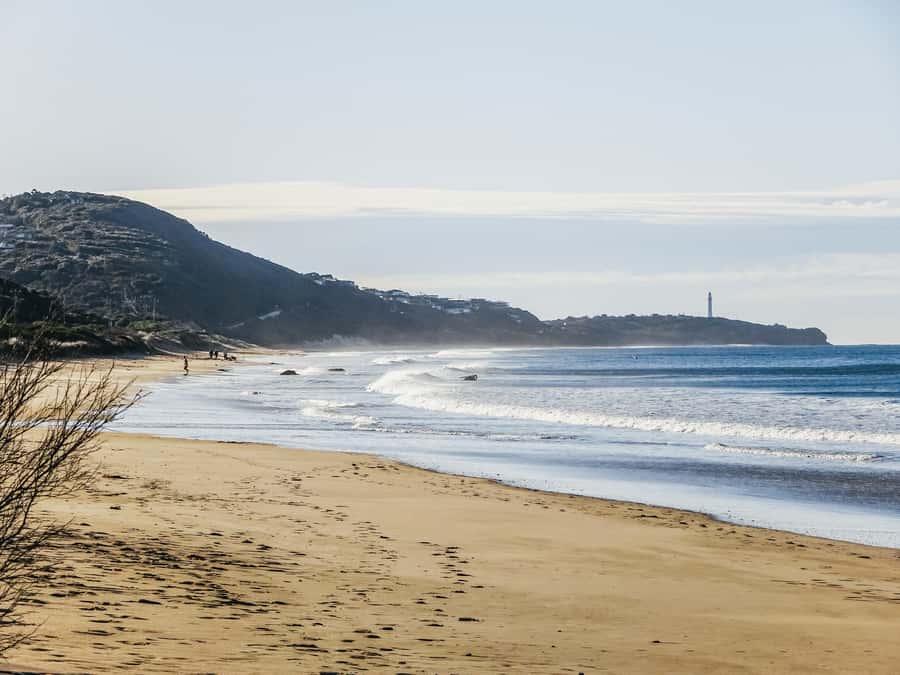 From Melbourne: Great Ocean Road, 12 Apostles, Wildlife Tour - Walking beneath some of the tallest trees