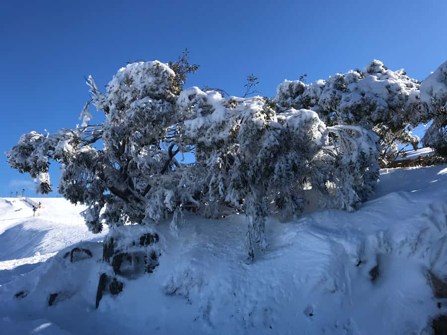 From Melbourne: Mt Buller Snow Day Small Group Boutique Tour - Horse Hill: the first stop in the snow