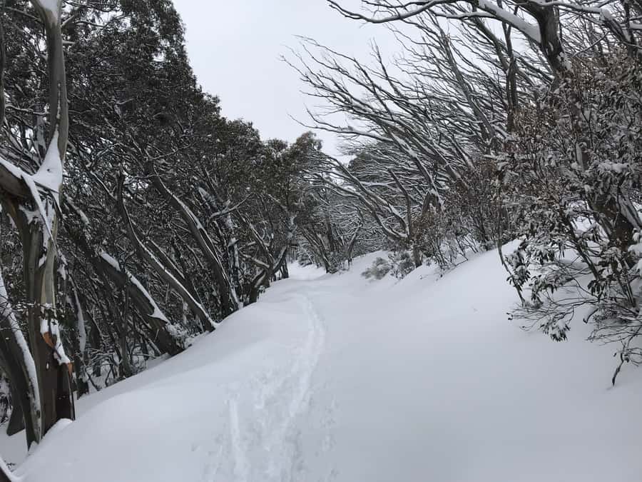 From Melbourne: Mt Buller Snow Day Small Group Boutique Tour - Tobogganing at Horse Hill