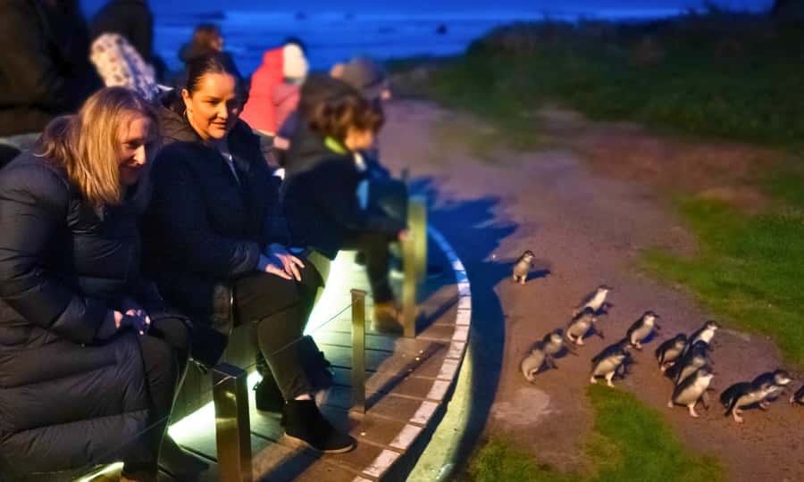 From Melbourne: Penguin Parade Afternoon Tour - Key points to know before booking