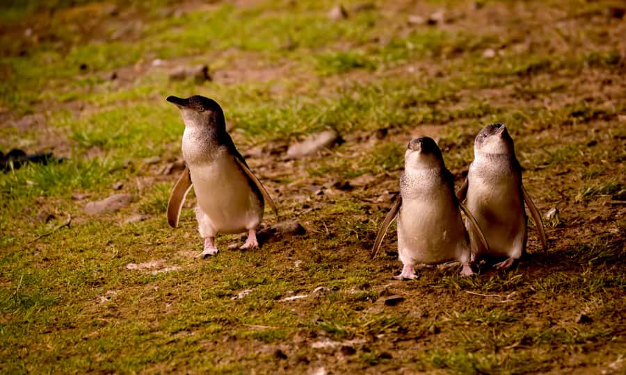 From Melbourne: Penguin Parade Afternoon Tour - Cape Woolamai, a summer-only coastal stop