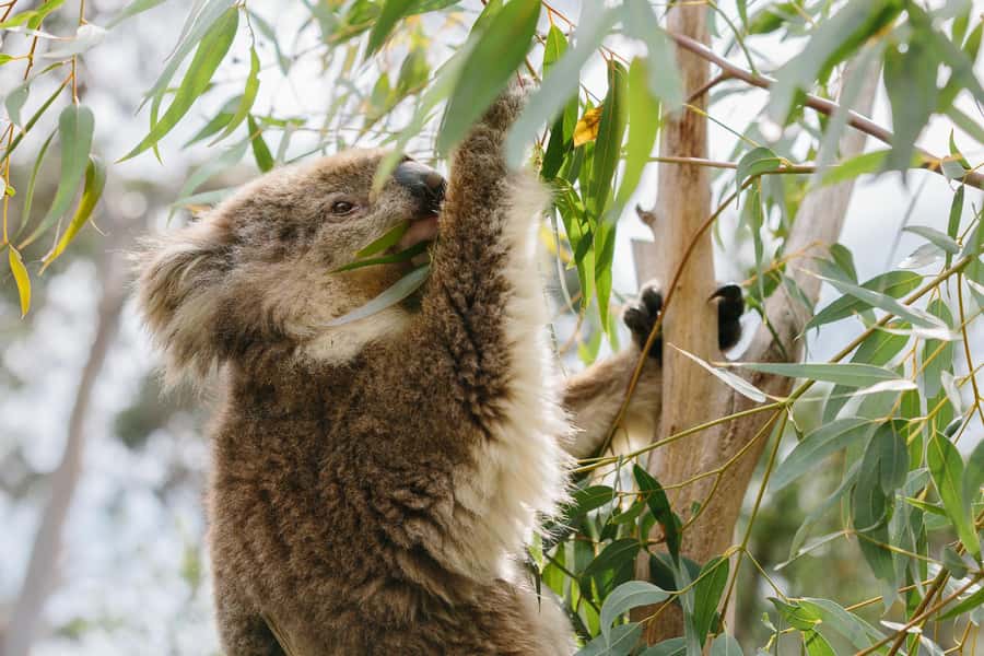 From Melbourne: Penguin Parade and Koalas Tour - Key points at a glance