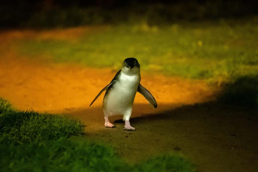 From Melbourne: Penguin Parade and Koalas Tour - The Nobbies boardwalk follows volcanic cliffs