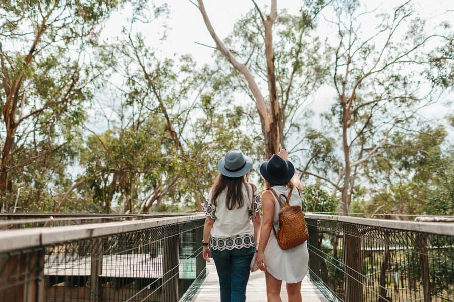 From Melbourne: Penguin Parade and Koalas Tour - Is the $115 price good value?