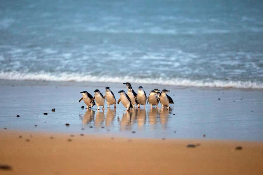 From Melbourne: Penguin Parade and Koalas Tour - The Koala Conservation Reserve comes first