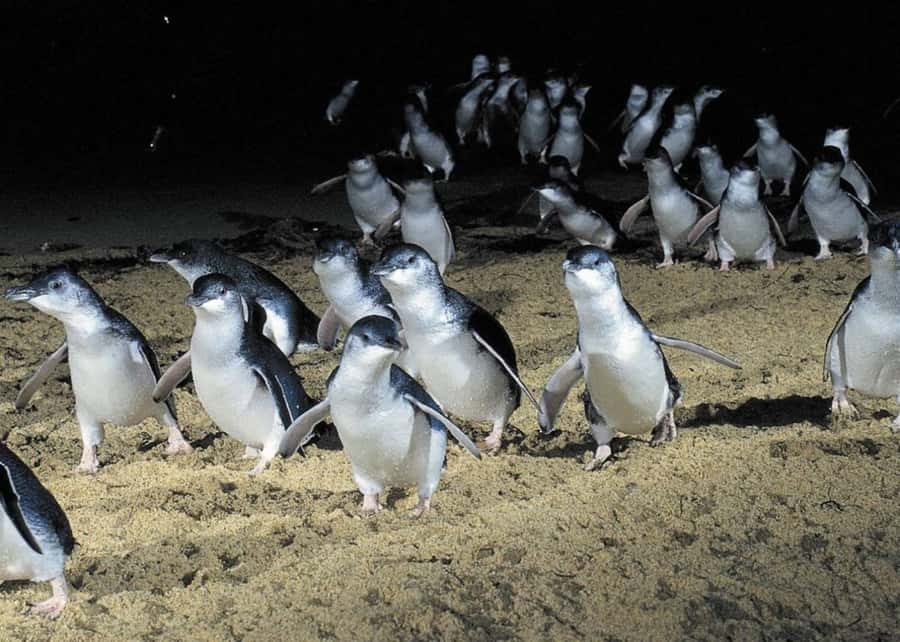 From Melbourne: Penguin Parade, Koalas & Kangaroos - Key points to know before booking