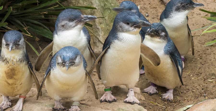 From Melbourne: Penguin Parade, Koalas & Kangaroos - What to bring for the coast and parade