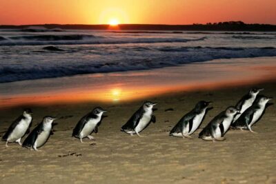 Penguin Parade, Koalas & Kangaroos