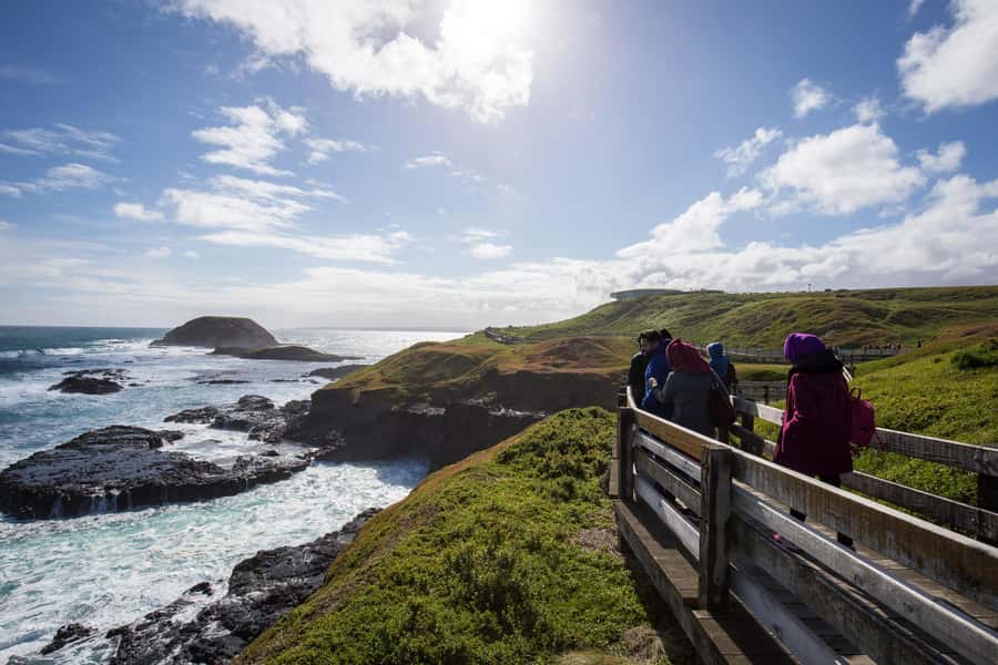 From Melbourne: Penguin Parade, Koalas & Kangaroos - Watching the Phillip Island Penguin Parade