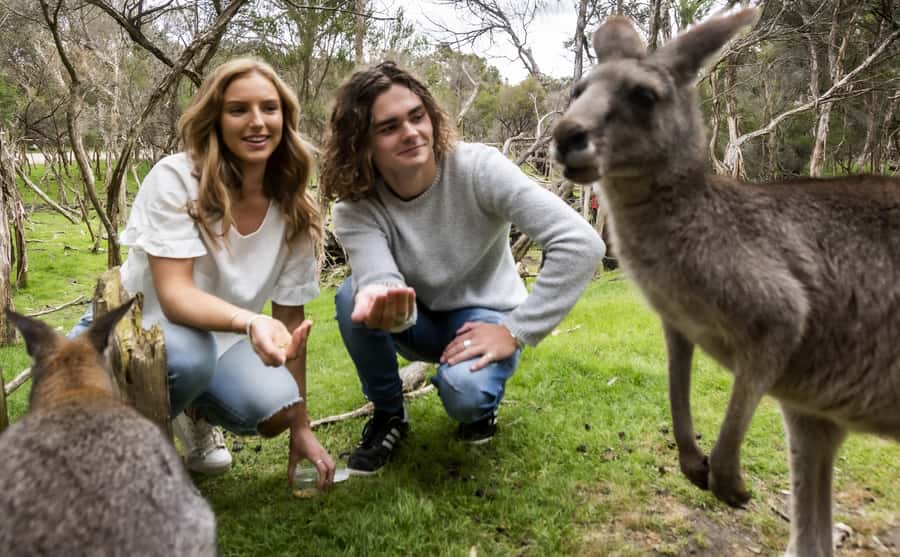 From Melbourne: Penguin Parade, Koalas & Kangaroos - Guides and the small-group atmosphere