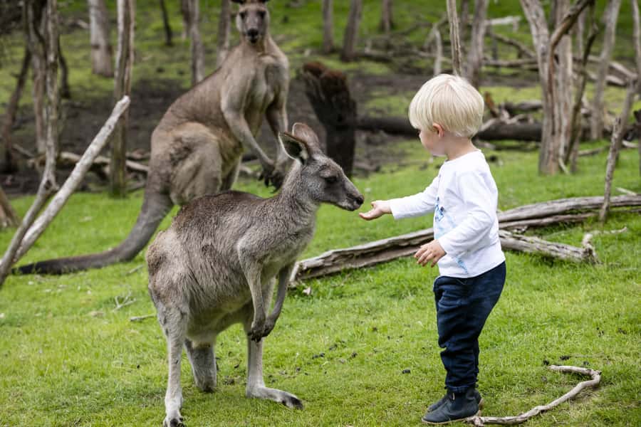 From Melbourne: Penguin Parade, Koalas & Kangaroos - Is $112 good value?