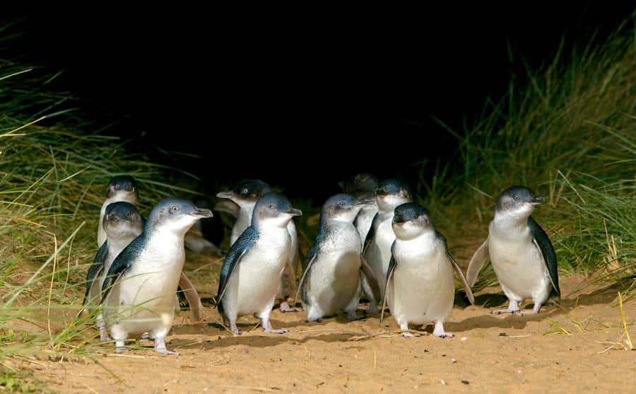 From Melbourne: Penguins and Wildlife Nature Day Tour - Key points at a glance