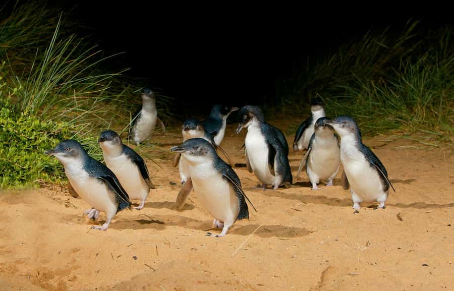 From Melbourne: Penguins and Wildlife Nature Day Tour - A carefully packed 12-hour route