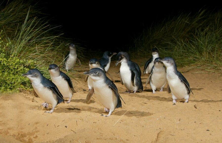 From Melbourne: Penguins and Wildlife Nature Day Tour - Booking details worth knowing before you go