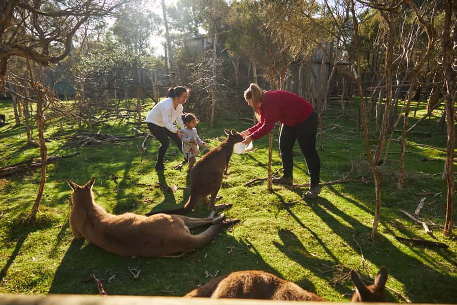 From Melbourne: Penguins and Wildlife Nature Day Tour - Moonlit Sanctuary: close encounters without a zoo-sized walk