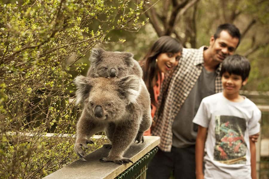 From Melbourne: Phillip Is Penguin Parade & Koala Reserve - Cape Woolamai brings surf and sand into the itinerary