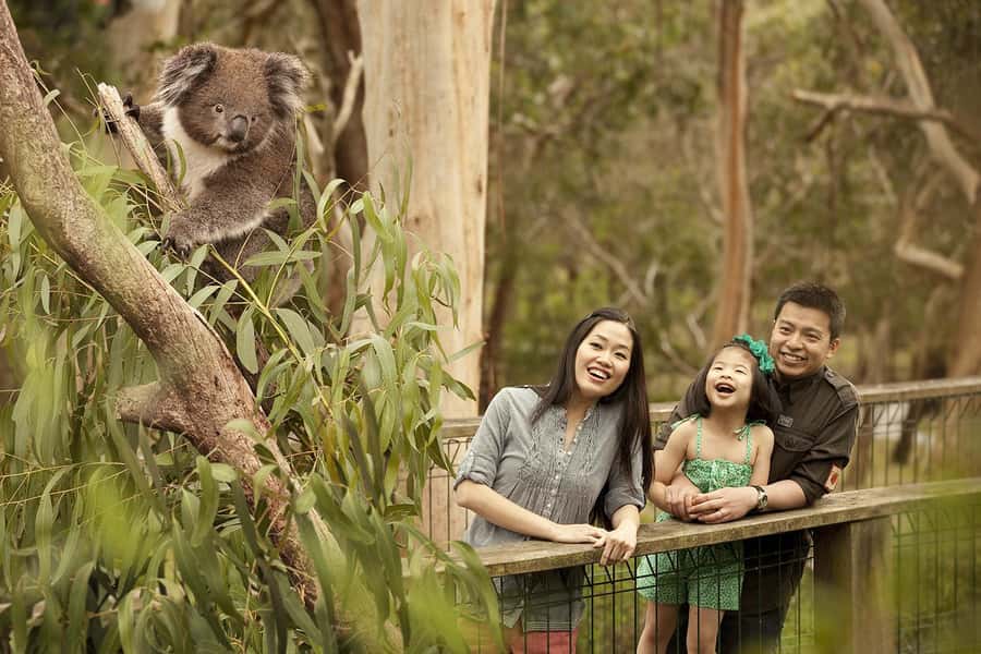 From Melbourne: Phillip Is Penguin Parade & Koala Reserve - The scenic cliff drive adds a wildlife gamble