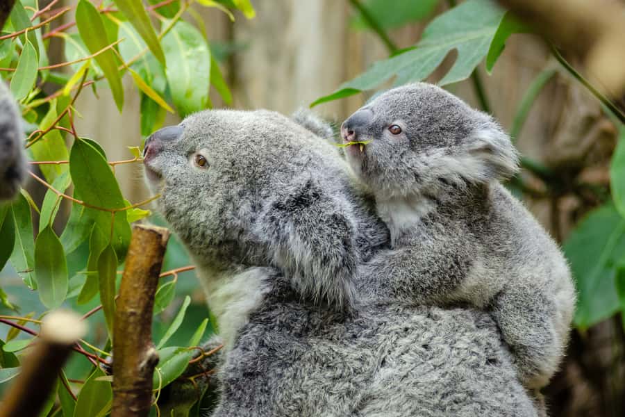 From Melbourne: Phillip Island and Penguin Parade Day Tour - Key points to know before booking
