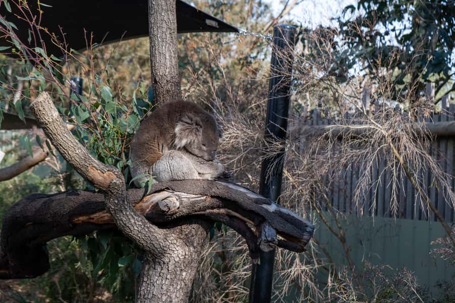 From Melbourne: Phillip Island and Penguin Parade Day Tour - Why the Penguin Parade is worth the long day