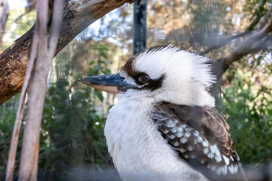 From Melbourne: Phillip Island and Penguin Parade Day Tour - The day’s rhythm: coach rides, short stops, and a late return