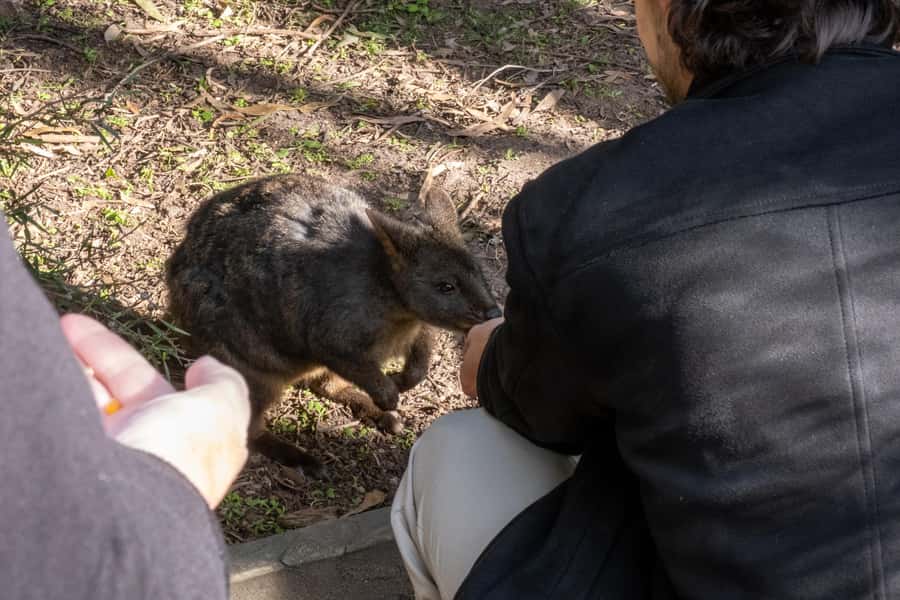 From Melbourne: Phillip Island and Penguin Parade Day Tour - Moonlit Sanctuary starts the wildlife day