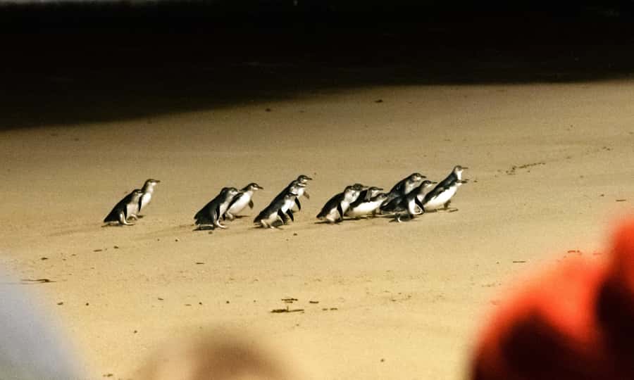 From Melbourne: Phillip Island Penguin Parade Eco Tour - Key points to know before booking