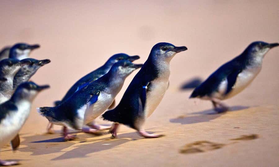 From Melbourne: Phillip Island Penguin Parade Eco Tour - Why the Penguin Parade is worth the late finish